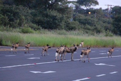 Wilddog in Chobe