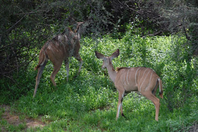 Antelope in CKGR