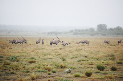 Okavango