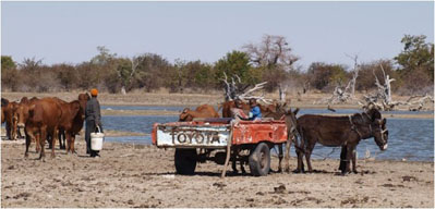 TOYOTA Donkey Car