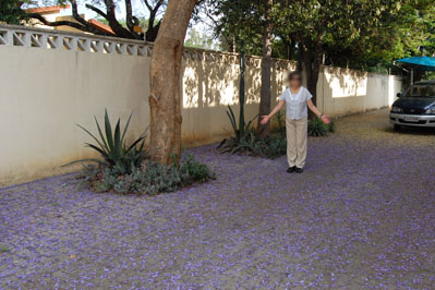 Flowers in Botswana