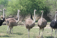 Ostrich in Gaborone