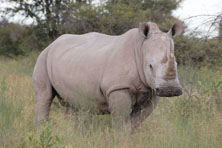Rhino in Kahma Rhino