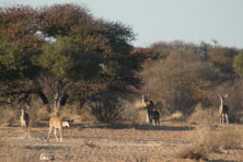 Kudu in Kang