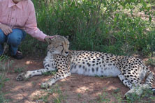 Cheetah in Mokolodi