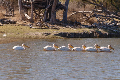 Nata Bird Sanctuary