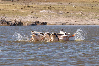 Nata Bird Sanctuary