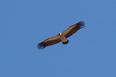 Nata Bird Sanctuary