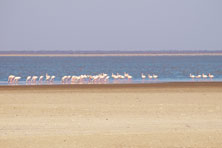 Flamingo in Nata