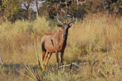 Antelopes in Okavango