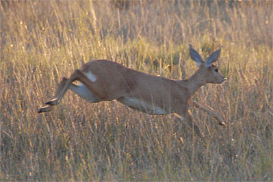 Antelopes in Okavango