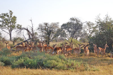 Antelopes in Okavango