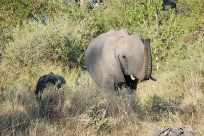 Elephants in Okavango