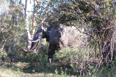 Elephants in Okavango