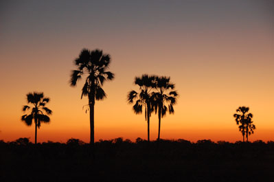Game Drive in Okavango