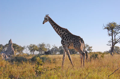 Giraffe in Okavango