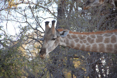 Giraffe in Okavango