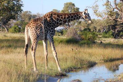 Giraffe in Okavango