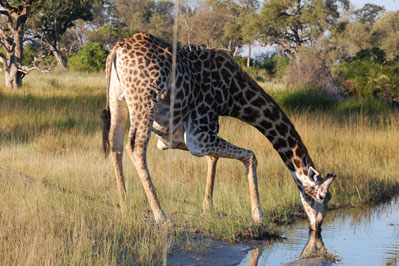 Giraffe in Okavango