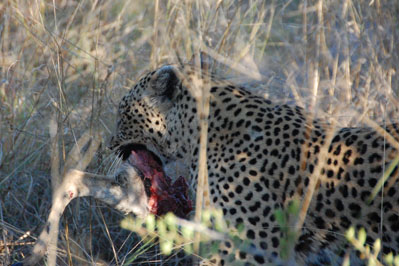 Leopard in Okavango