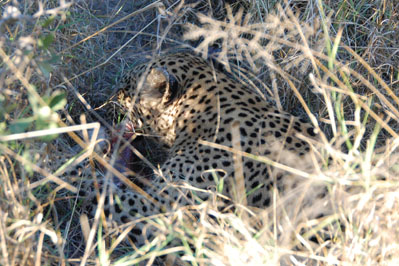 Leopard in Okavango