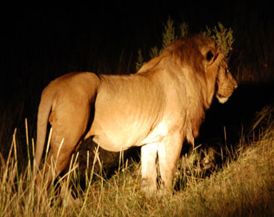 Lions in Okavango