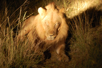 Lions in Okavango
