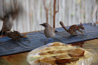POM POMCAMP in Okavango