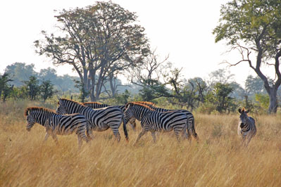 Zebra in Okavango