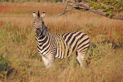 Zebra in Okavango