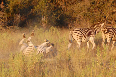 Zebra in Okavango