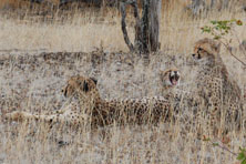 Cheetah in Tuli