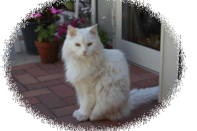 Cafe波羅へようこそ 市川 下総中山 ニッケコルトンプラザ 喫茶店 カフェ