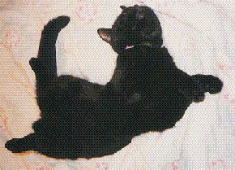 ���ɂ�`��