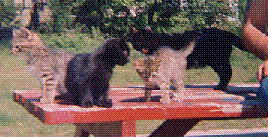 Jasper and her kittens