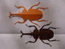 JugV@؂莆@paper toy beetle