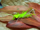 LMX@؂莆@paper toy katydid grasshopper