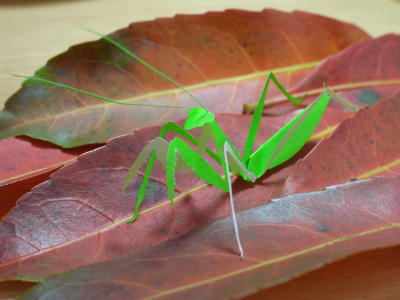 J}L@؂莆@paper toy mantis