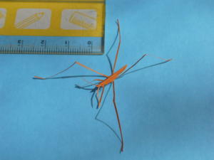 A{@؂莆@paper toy water strider 2