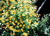 黄色いお花