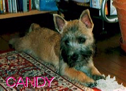 Candy