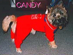 Candy1