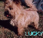 Lucky