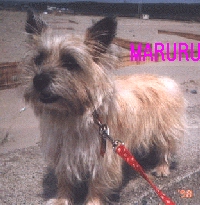 MARURU