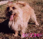 Micchie