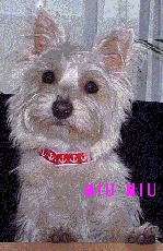 MIUMIU1