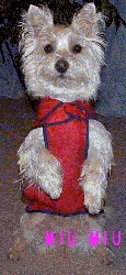 MIUMIU2