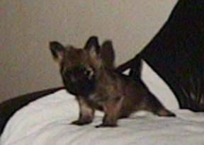 cairn_pic1