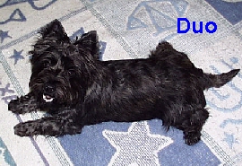duo