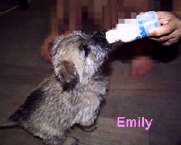 Emily1